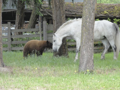 horse with bear